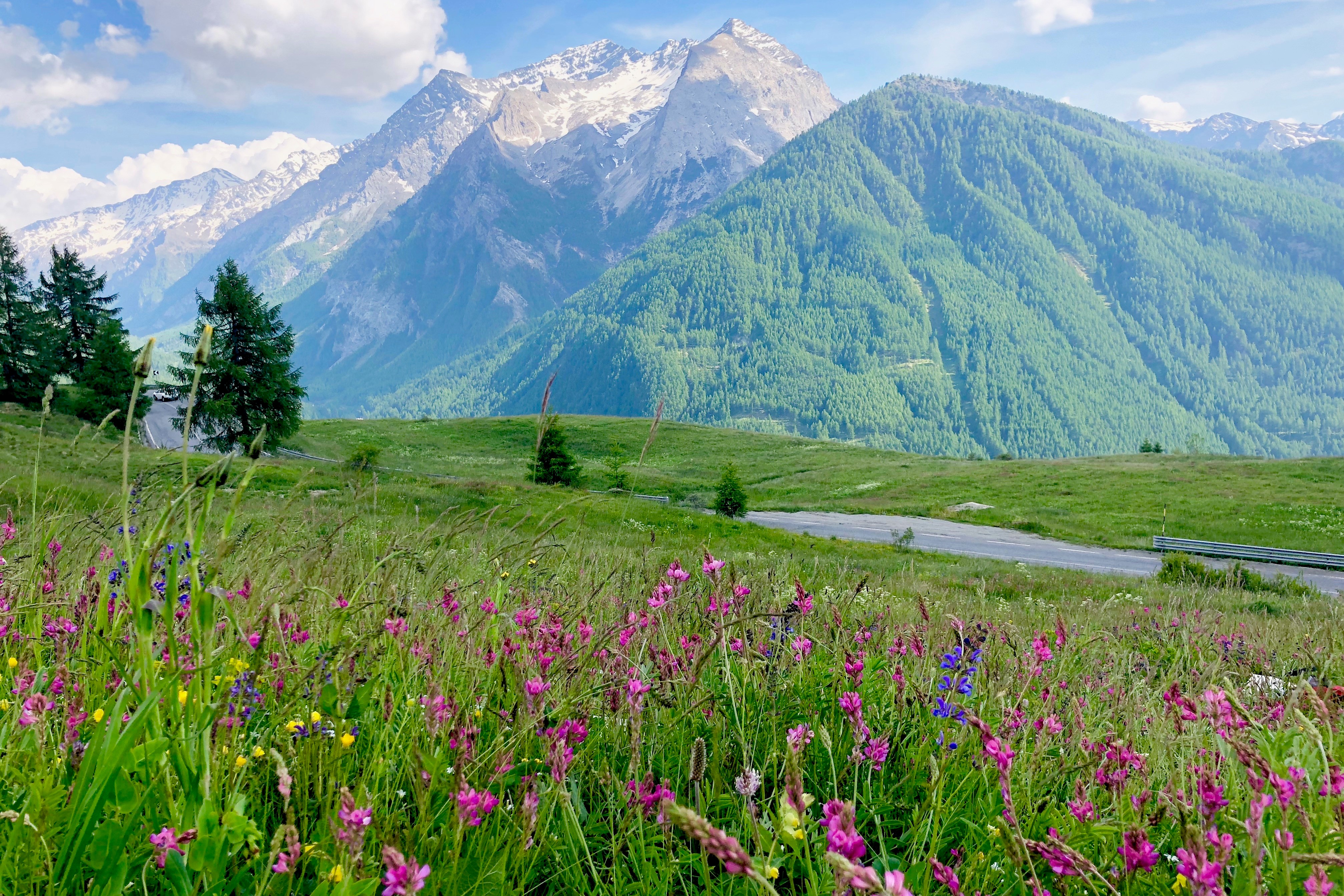 Species rich pasture in Val di susa, N Italy. FN